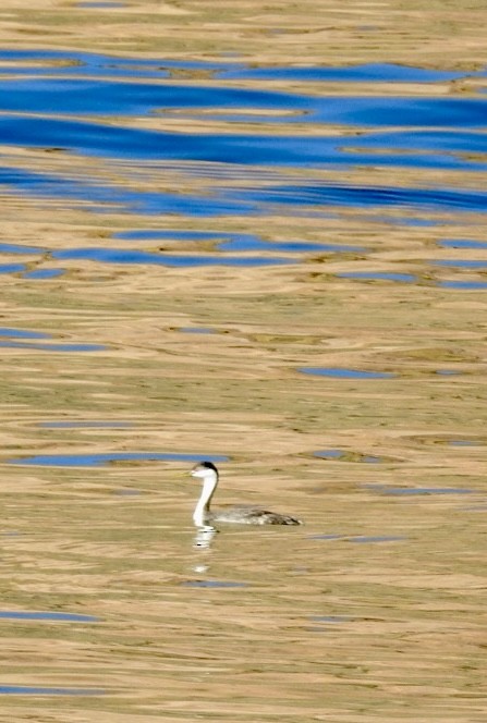 Western Grebe - ML646553465