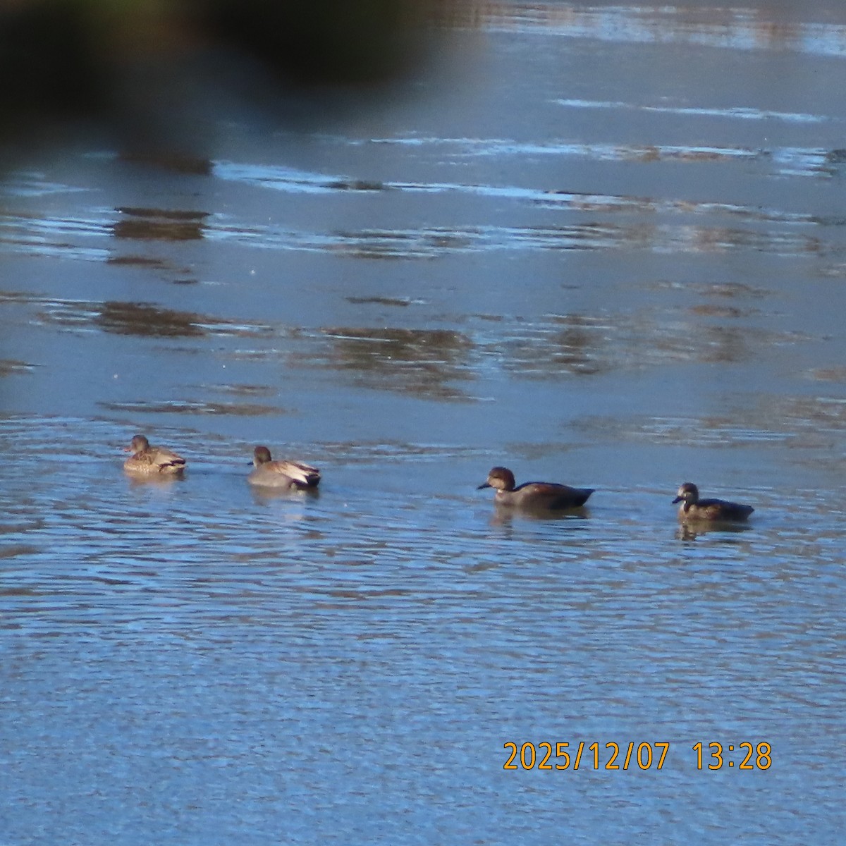 Gadwall - ML646553466