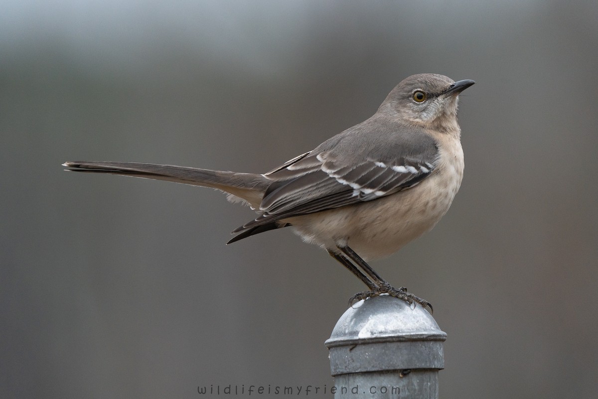 Northern Mockingbird - ML646553467