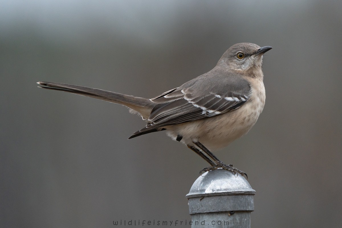 Northern Mockingbird - ML646553468