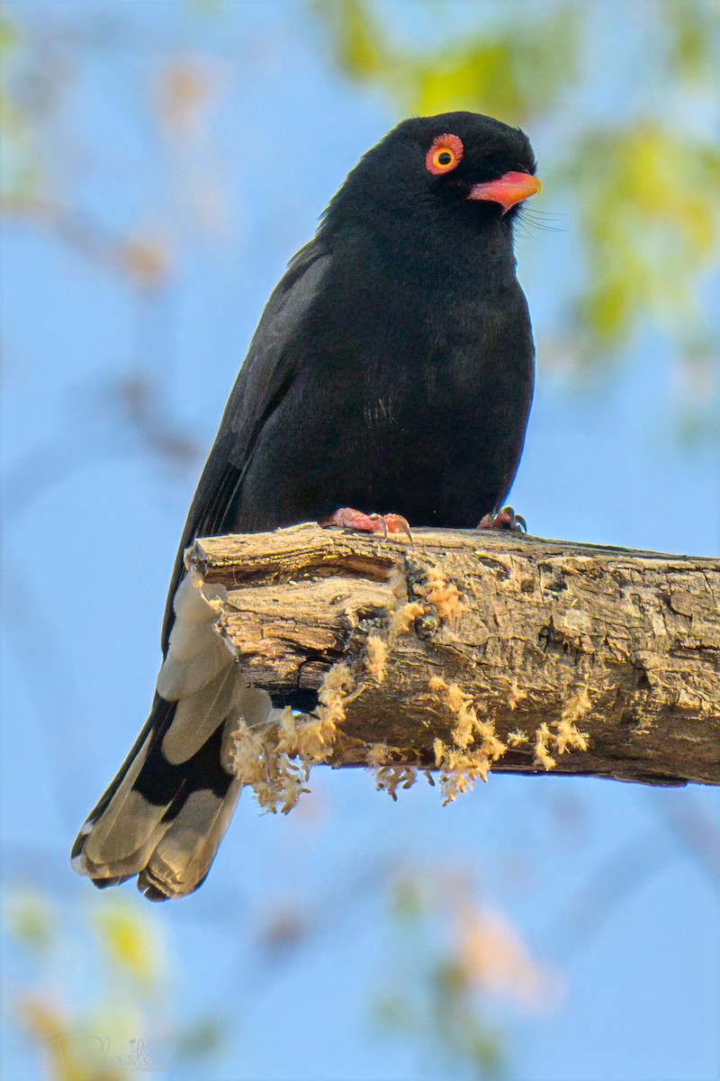 Retz's Helmetshrike - ML646553469