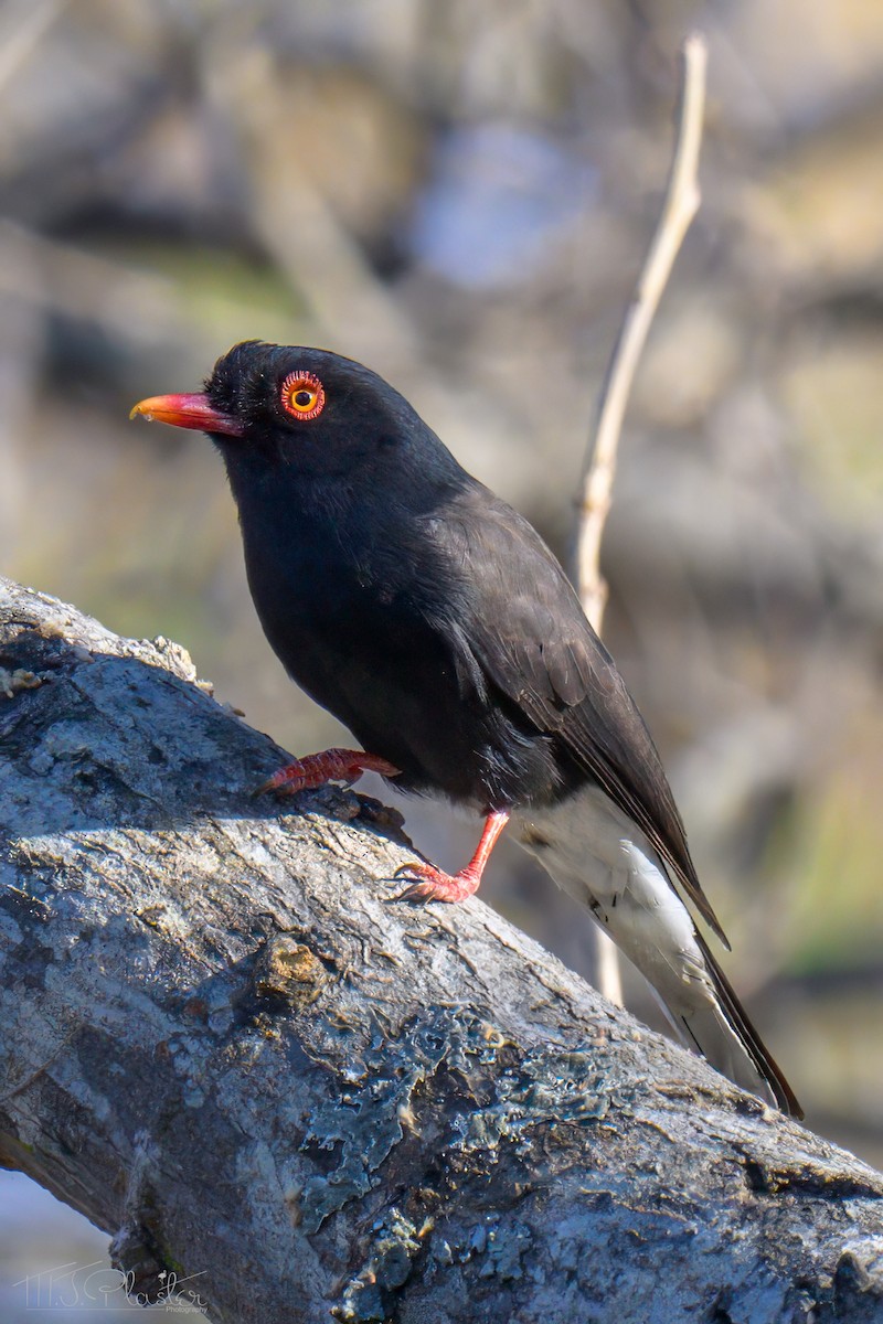 Retz's Helmetshrike - ML646553470