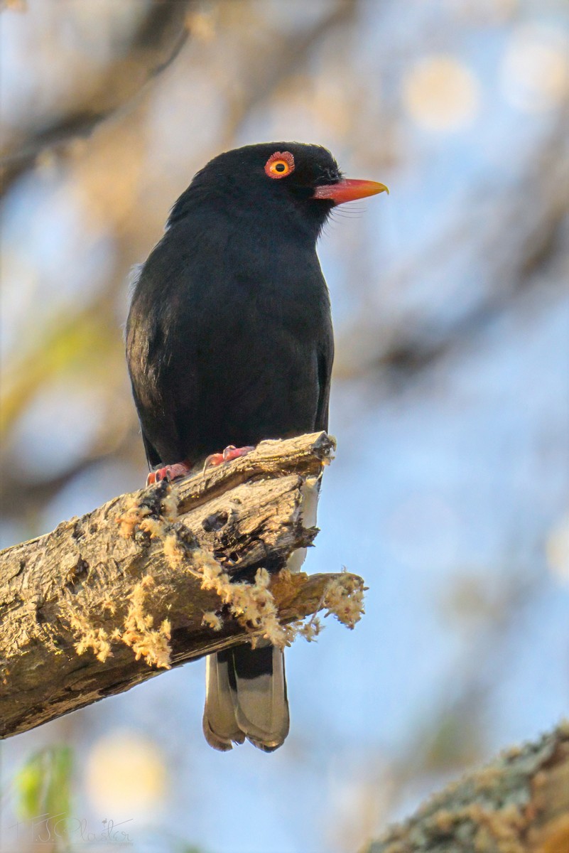 Retz's Helmetshrike - ML646553471