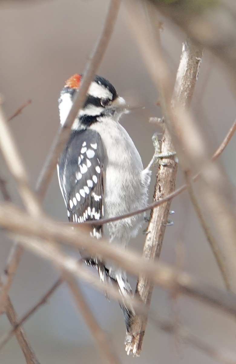 Downy Woodpecker - ML646553473