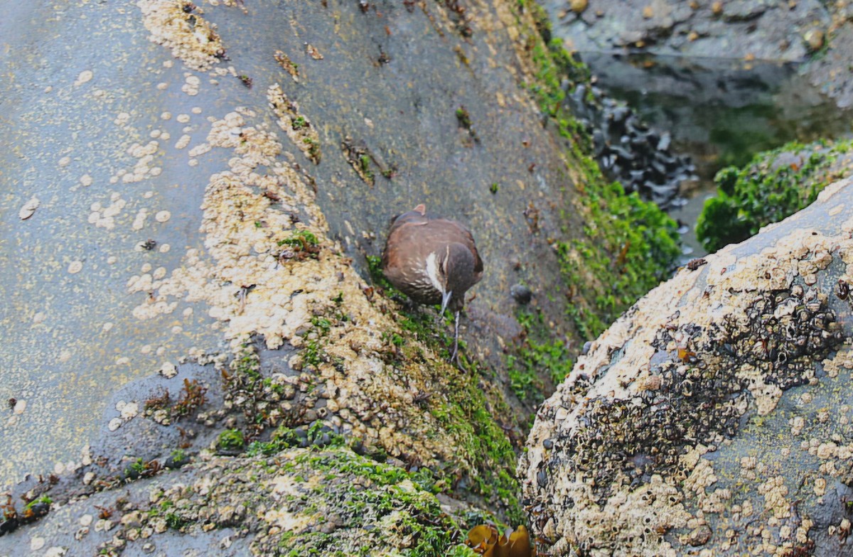 Seaside Cinclodes - ML646553474