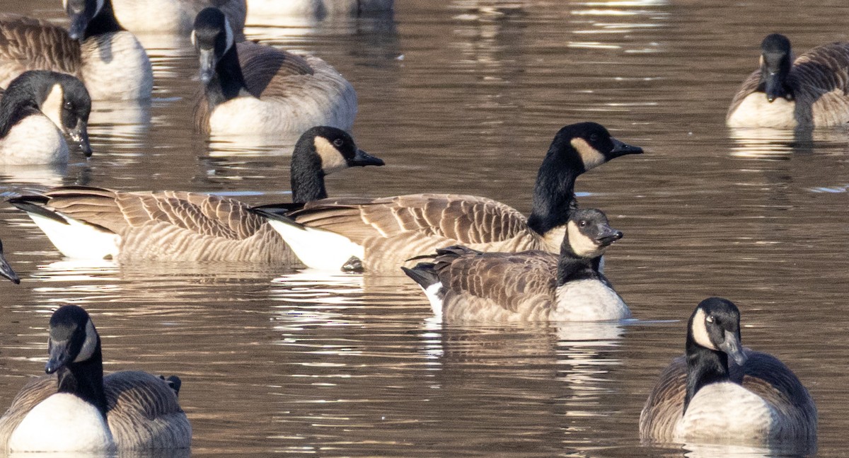 berneška malá - ML646553475