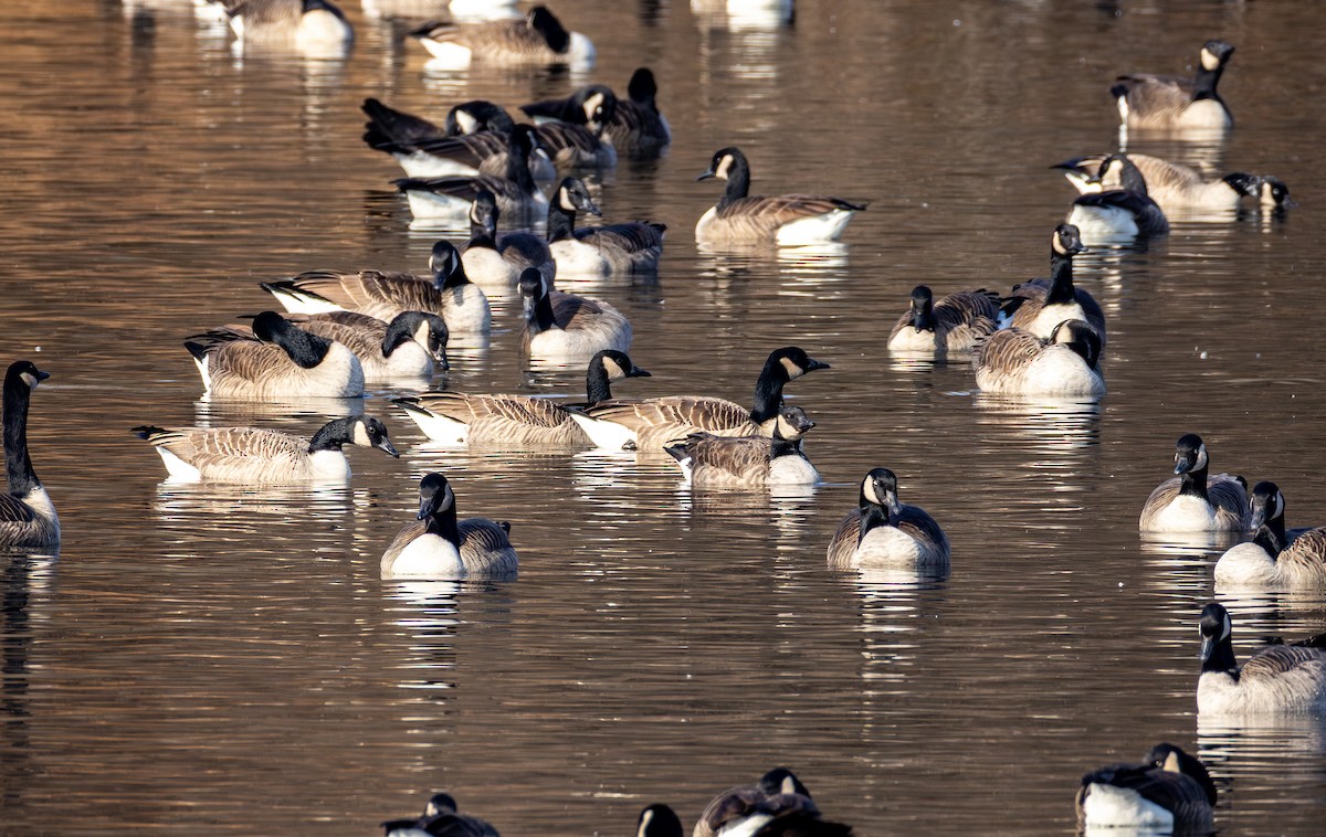 berneška malá - ML646553476