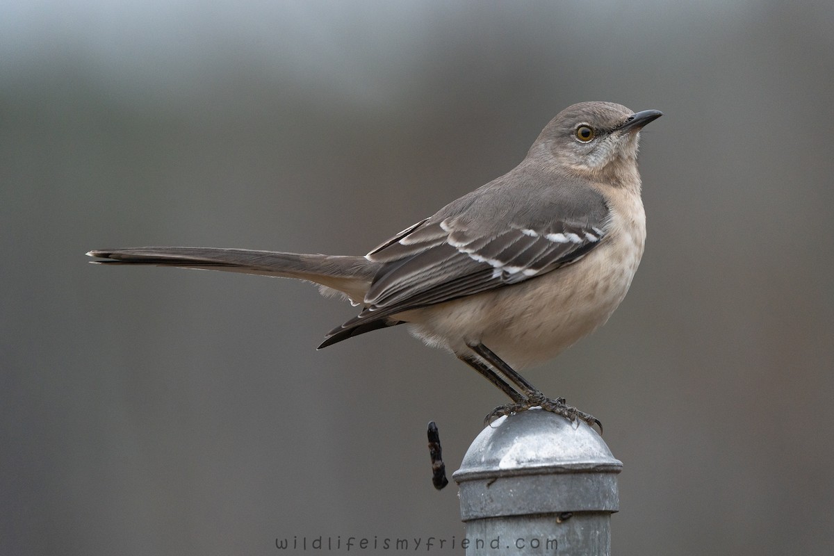 Northern Mockingbird - ML646553477