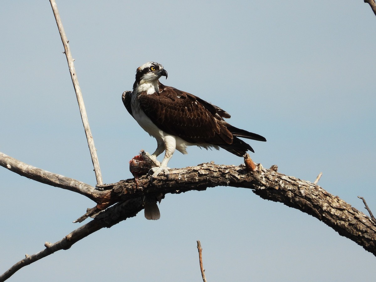 Скопа - ML646553478