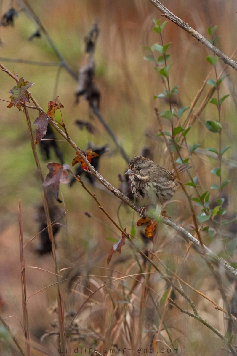 Song Sparrow - ML646553480