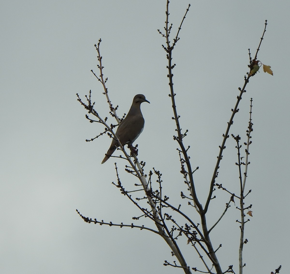 hvitvingedue - ML646553482