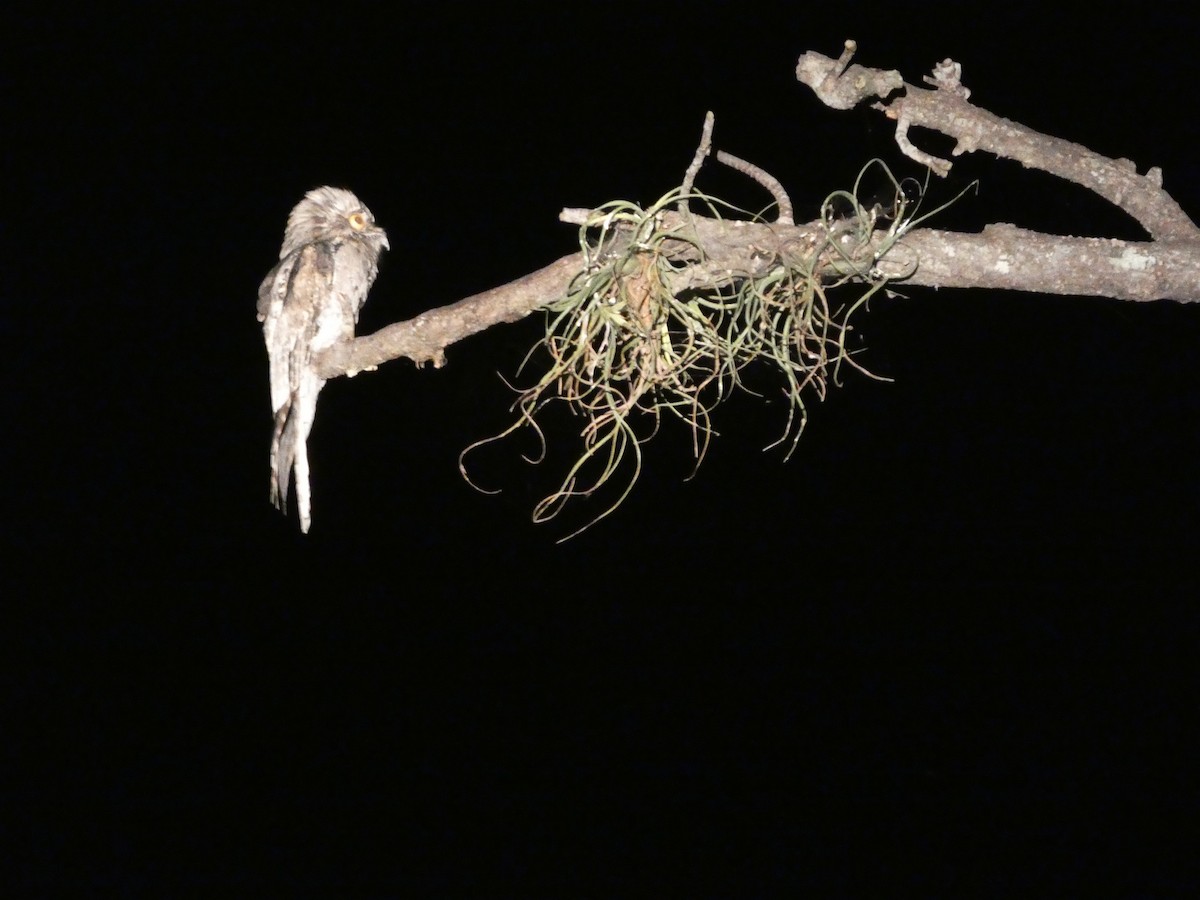 potu středoamerický - ML646553483