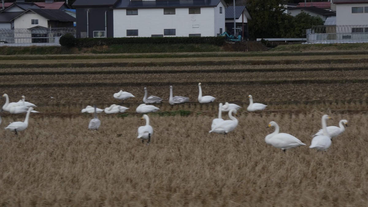 Whooper Swan - ML646553484