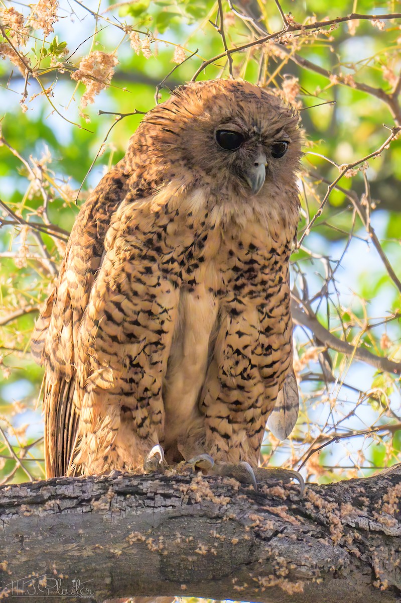 Pel's Fishing-Owl - ML646553487