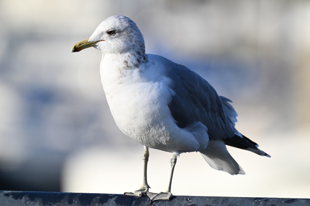 Kalifornienmöwe - ML646553489