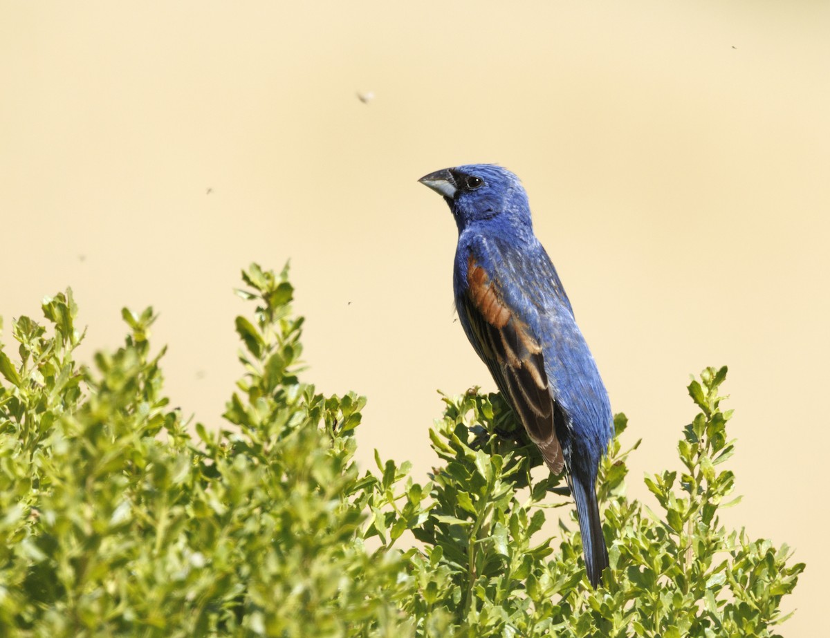 Blue Grosbeak - ML646553490