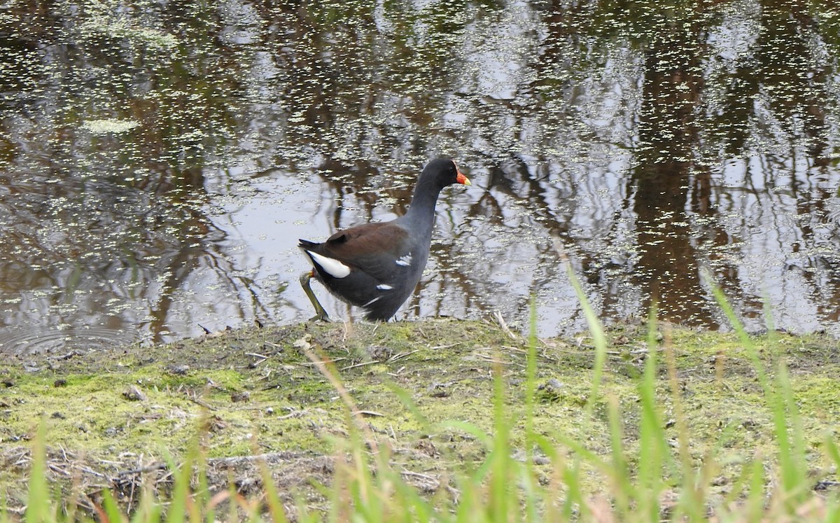 amerikasivhøne - ML646553491