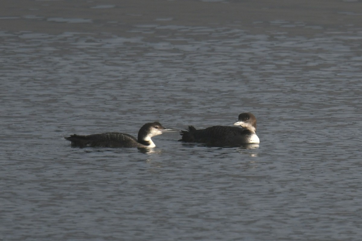 Common Loon - ML646553492