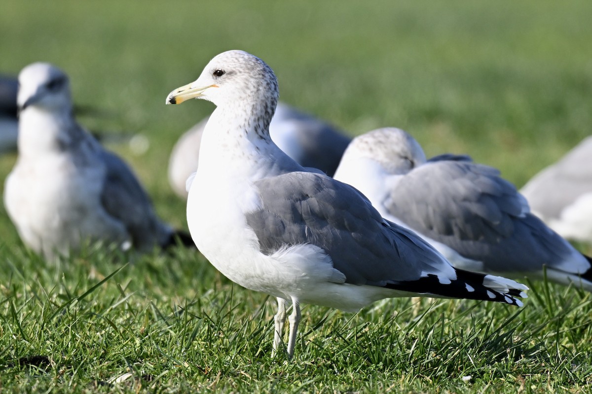 Kalifornienmöwe - ML646553493