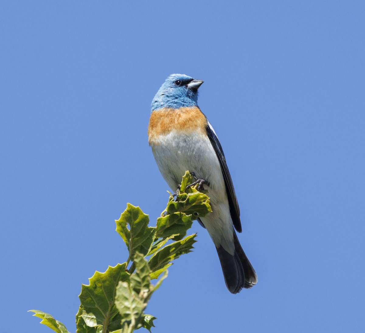 Lazuli Bunting - ML646553494