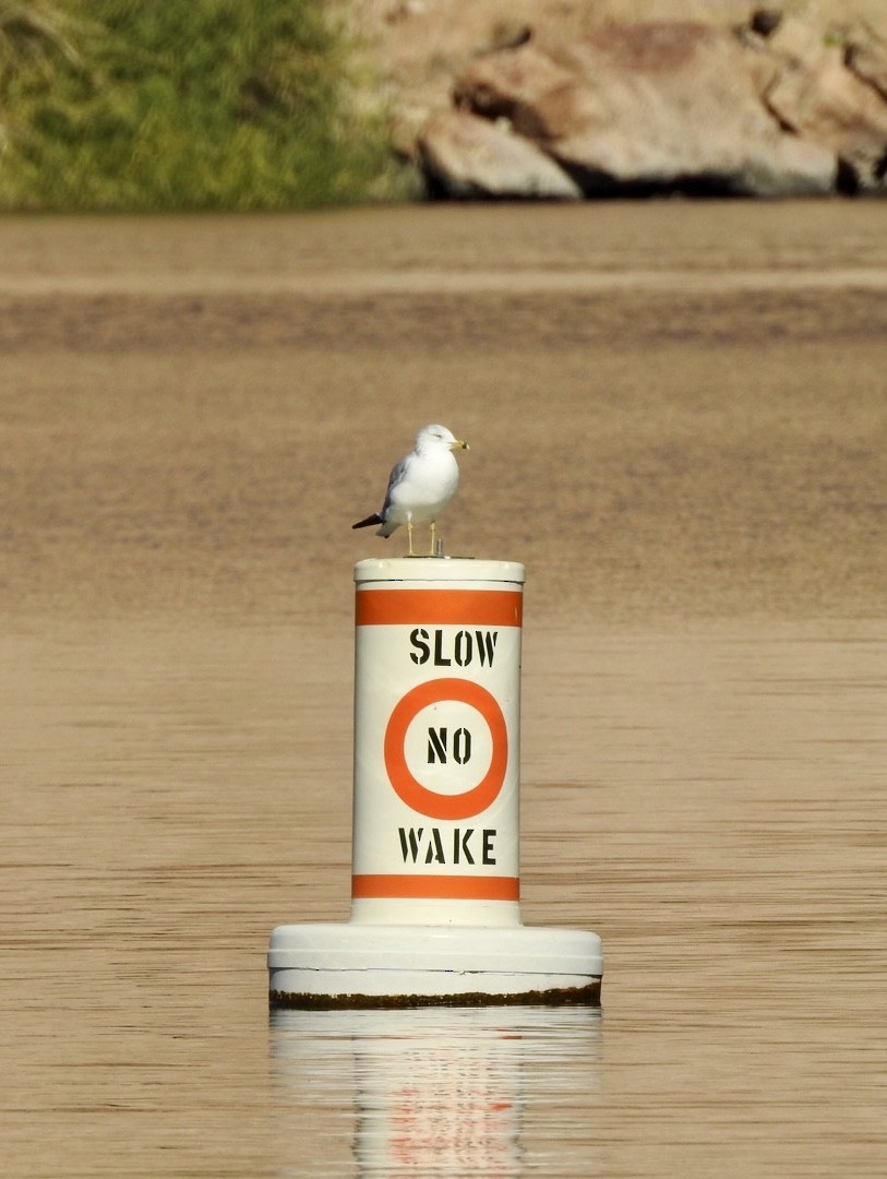 Ring-billed Gull - ML646553495