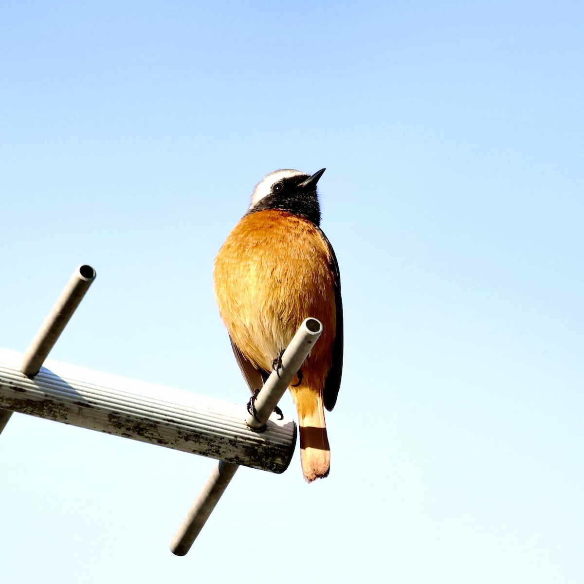 Colirrojo Dáurico - ML646553496