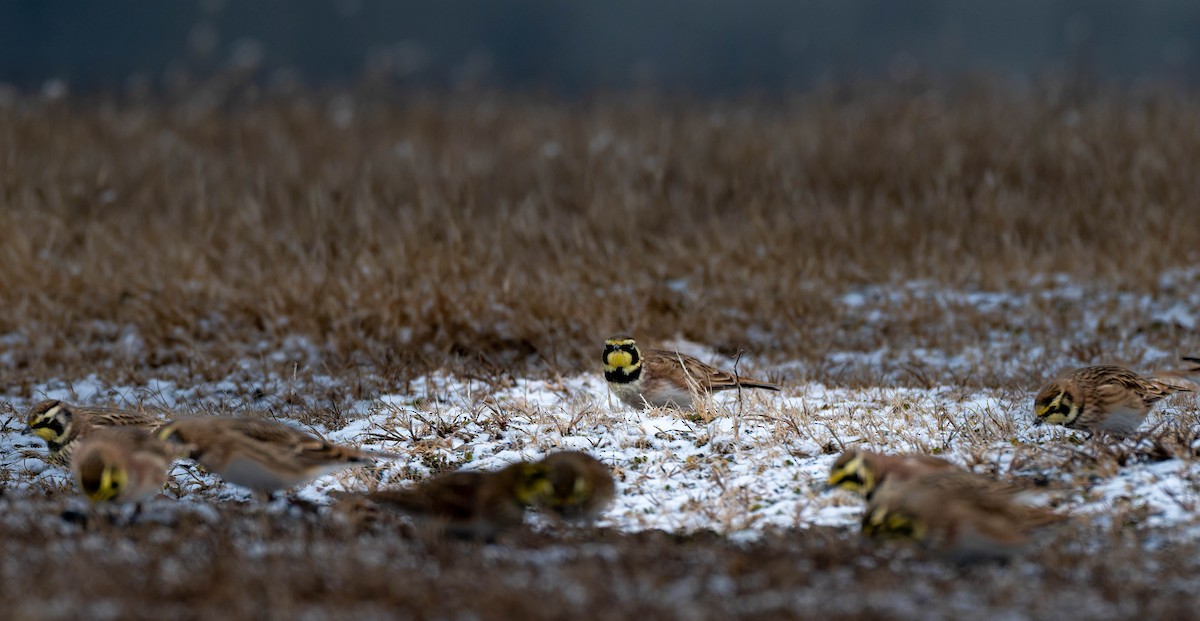 Horned Lark - ML646553497