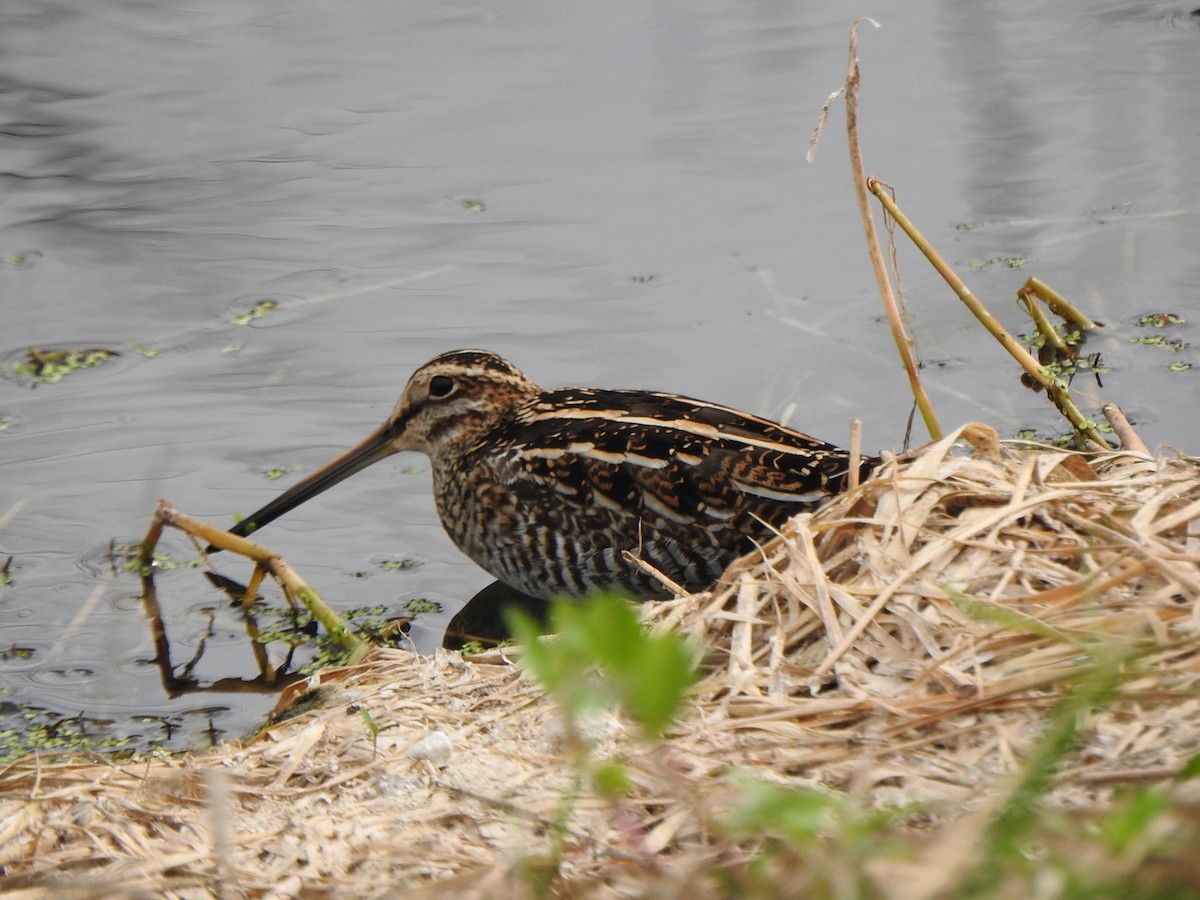 kanadabekkasin - ML646553499