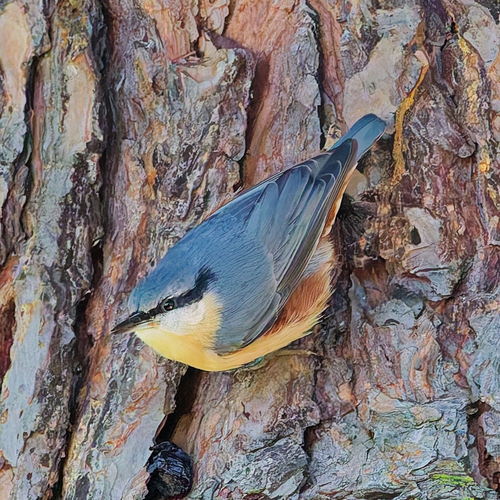 Повзик звичайний - ML646553500