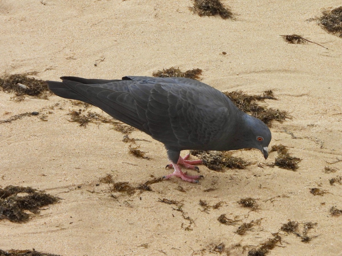 Rock Pigeon - ML646553503