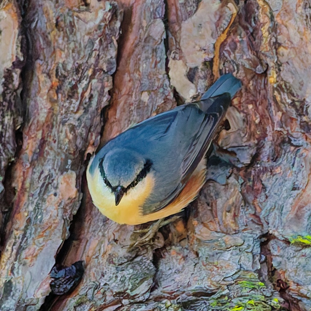 Повзик звичайний - ML646553504