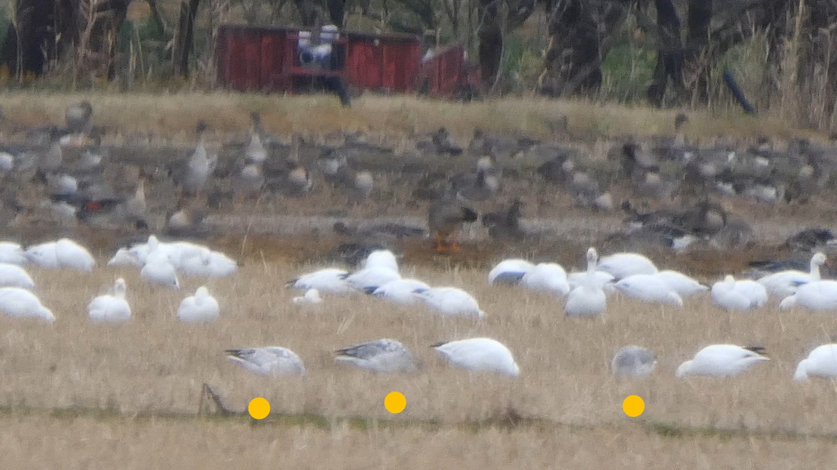 goose sp. - ML646553505