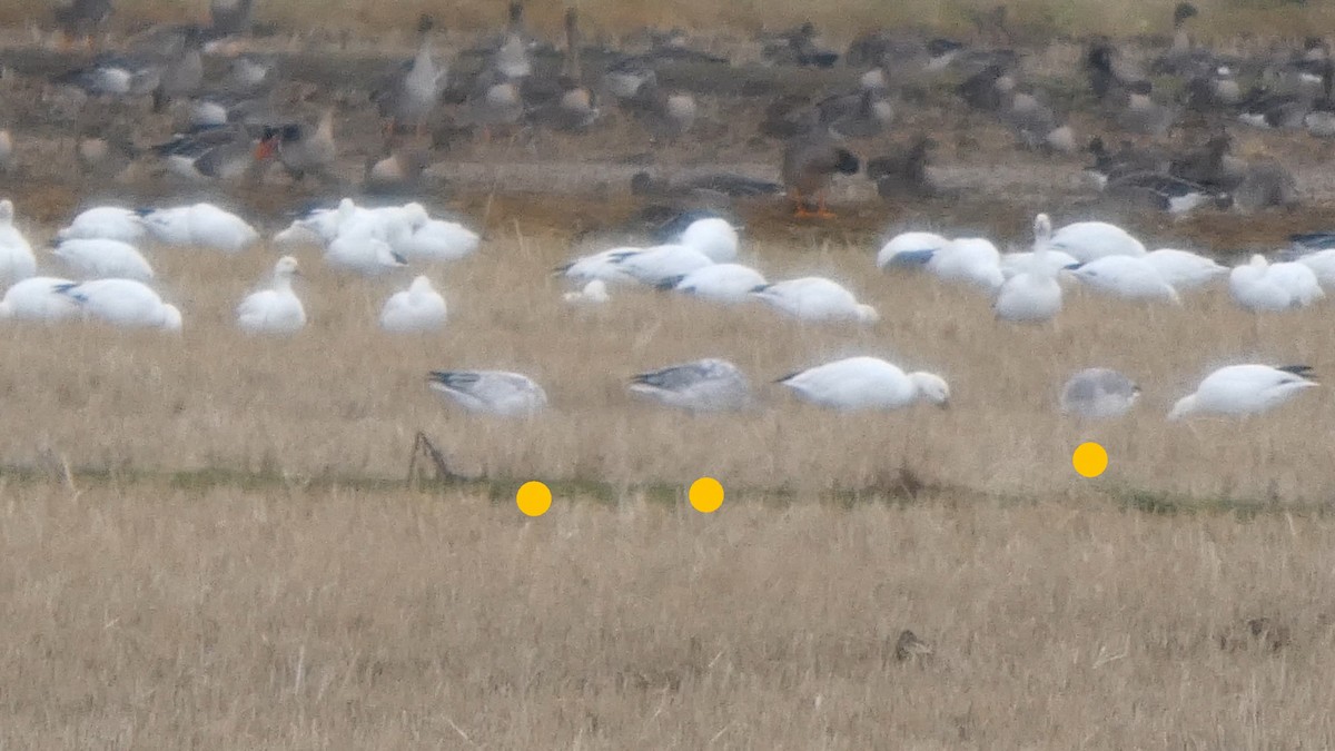 goose sp. - ML646553506