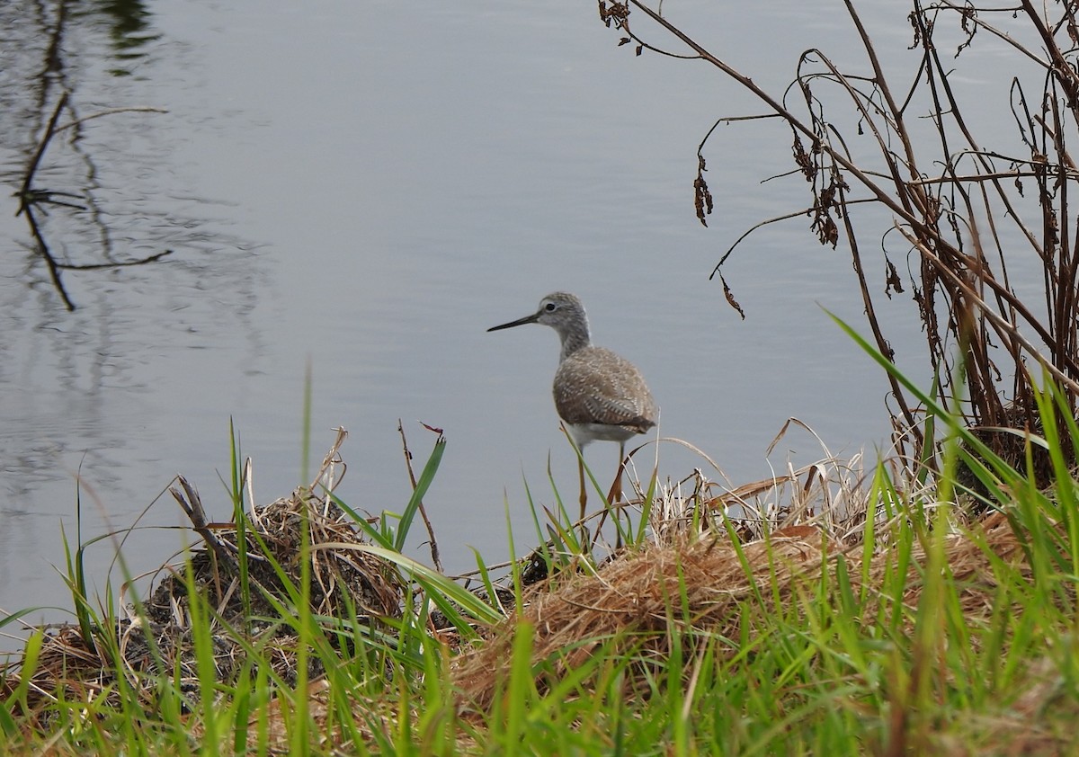 plystresnipe - ML646553508