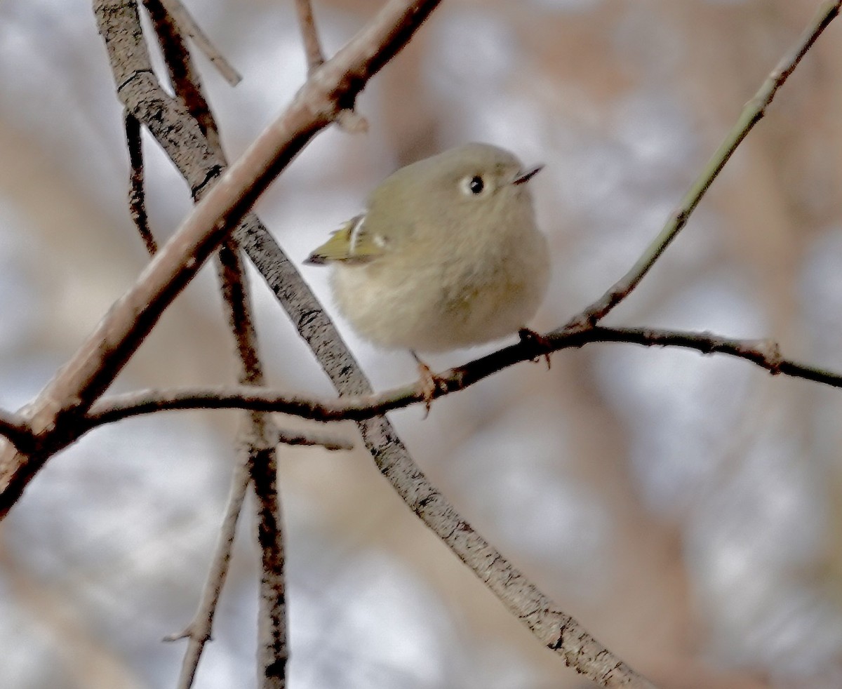 Ruby-crowned Kinglet - ML646553509