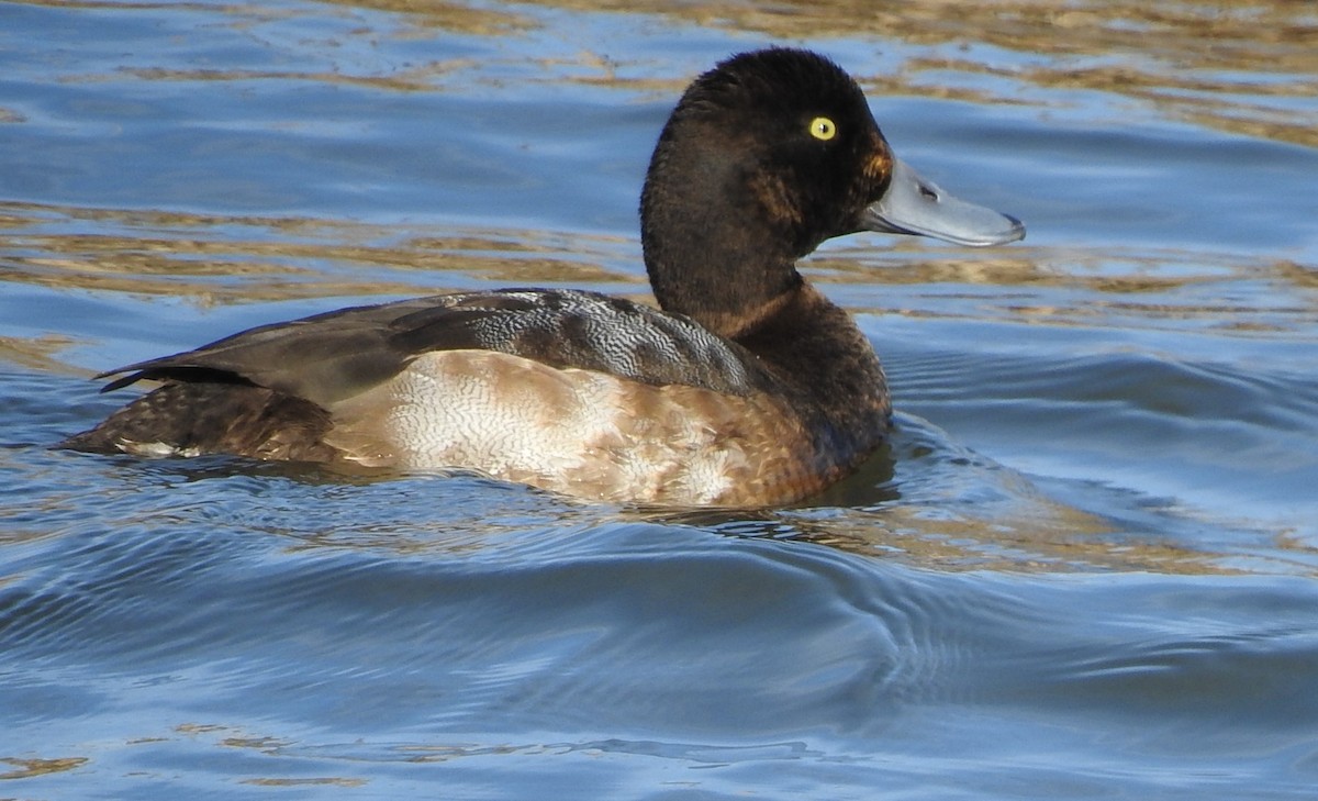 Greater Scaup - ML646553510