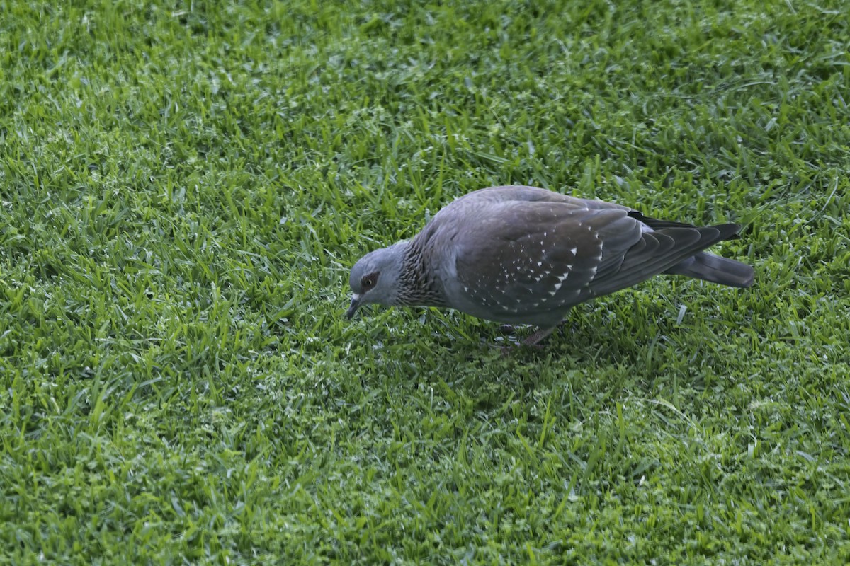 Speckled Pigeon - ML646553511