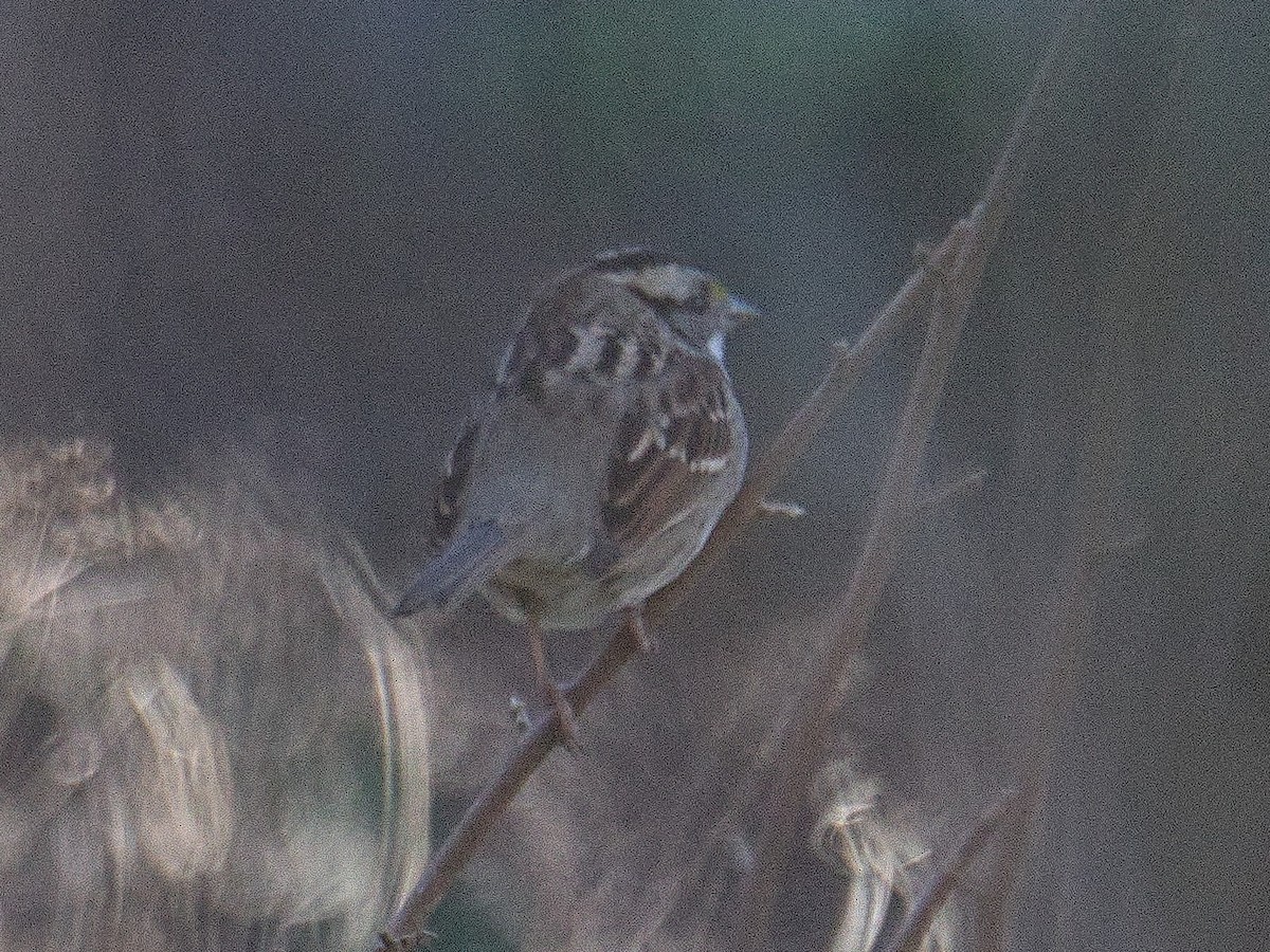 White-throated Sparrow - ML646553512