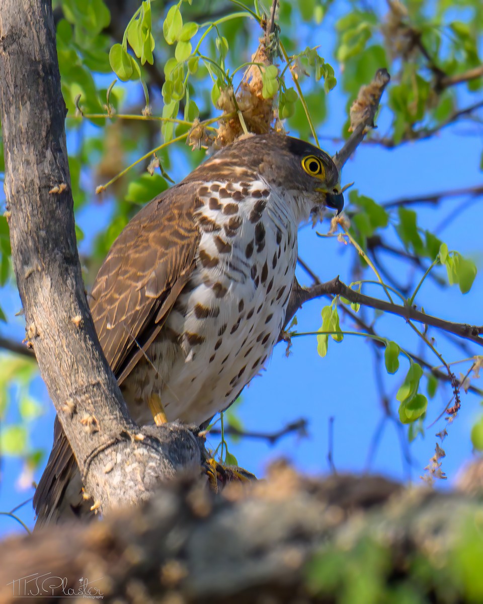 Little Sparrowhawk - ML646553513