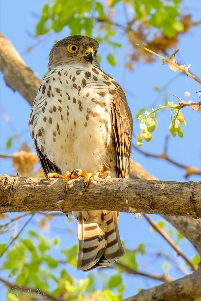 Little Sparrowhawk - ML646553514