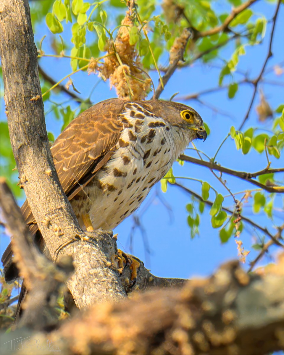 Little Sparrowhawk - ML646553515