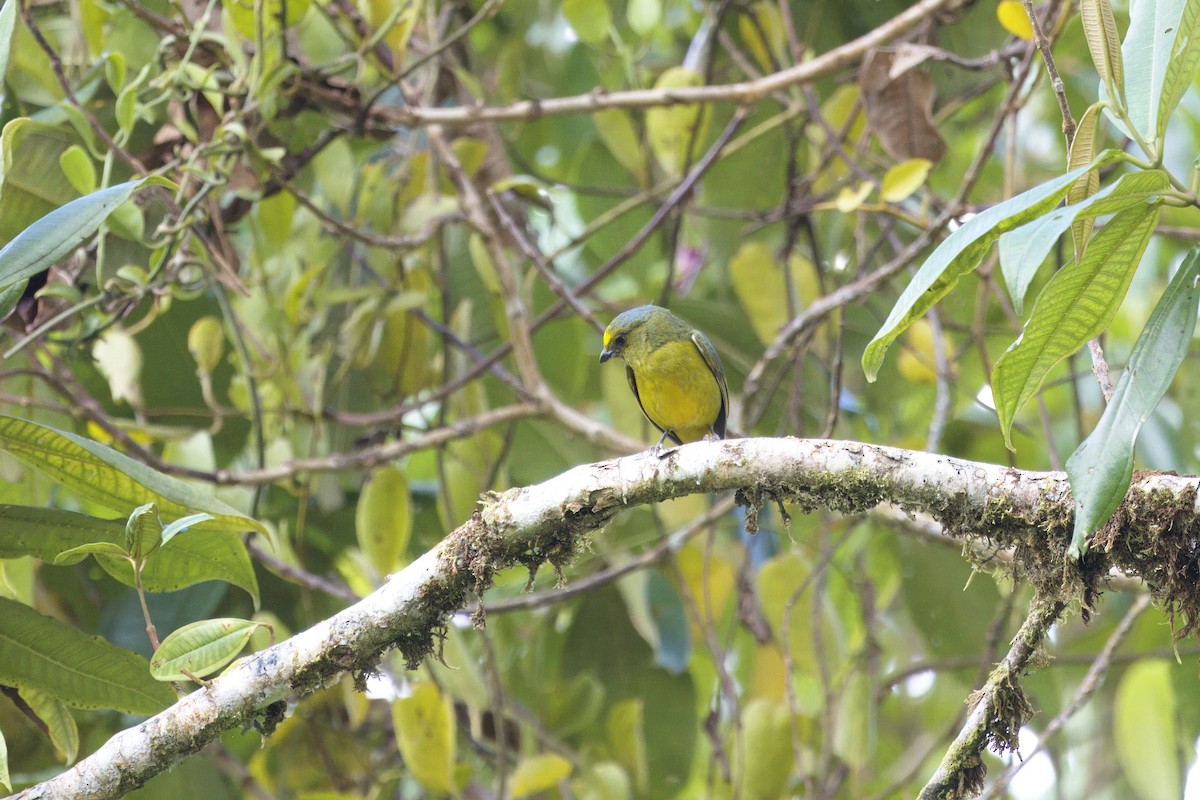 Yeşilimsi Öfonya - ML646553517