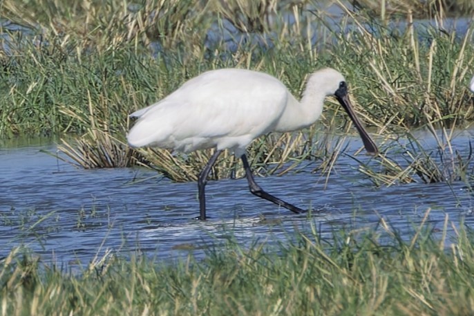 黑面琵鷺 - ML646553519