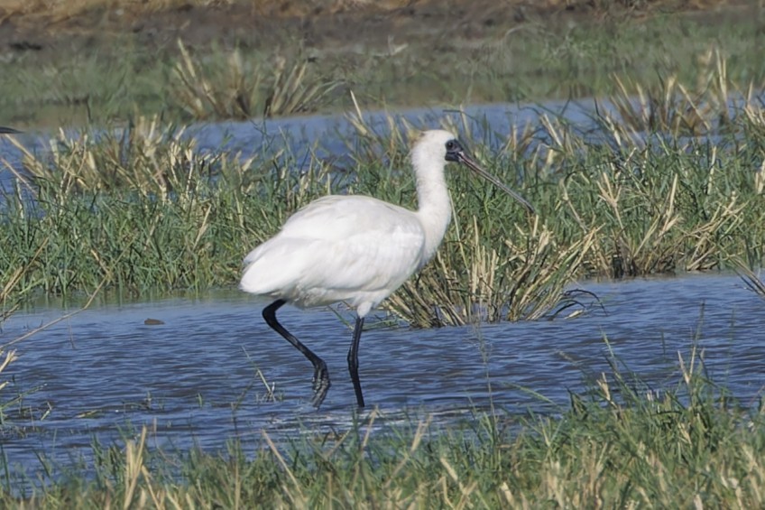 黑面琵鷺 - ML646553520