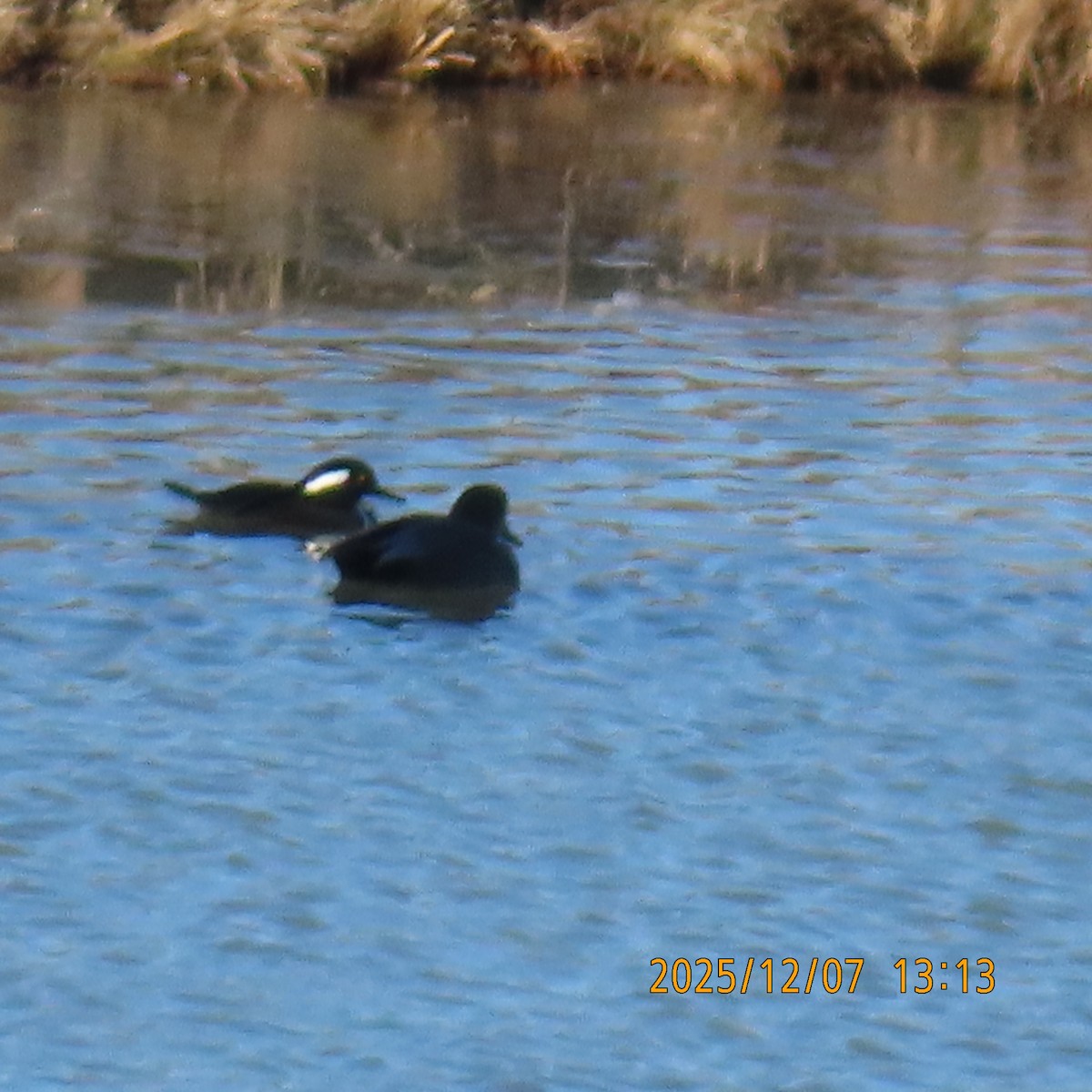 Hooded Merganser - ML646553521