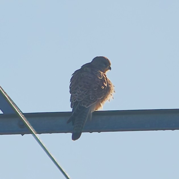 Kerkenez - ML646553522