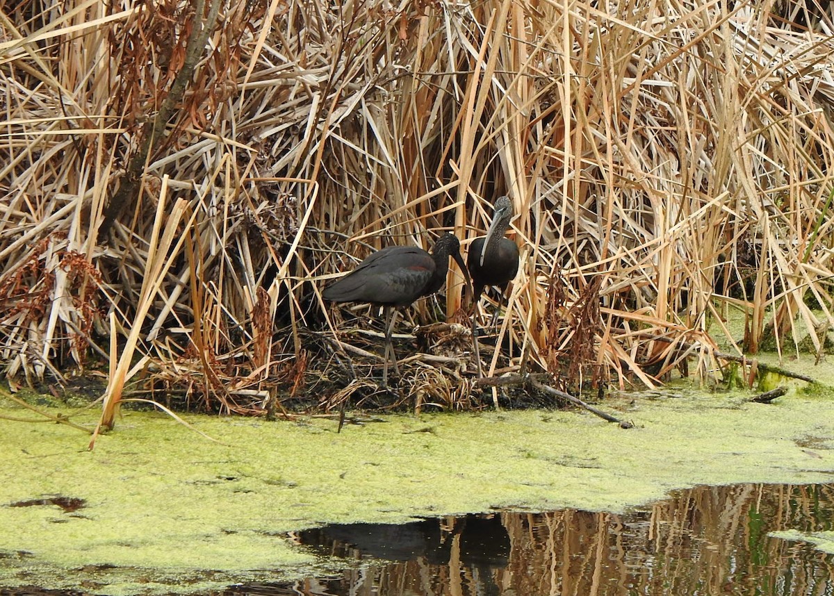 Glossy Ibis - ML646553524