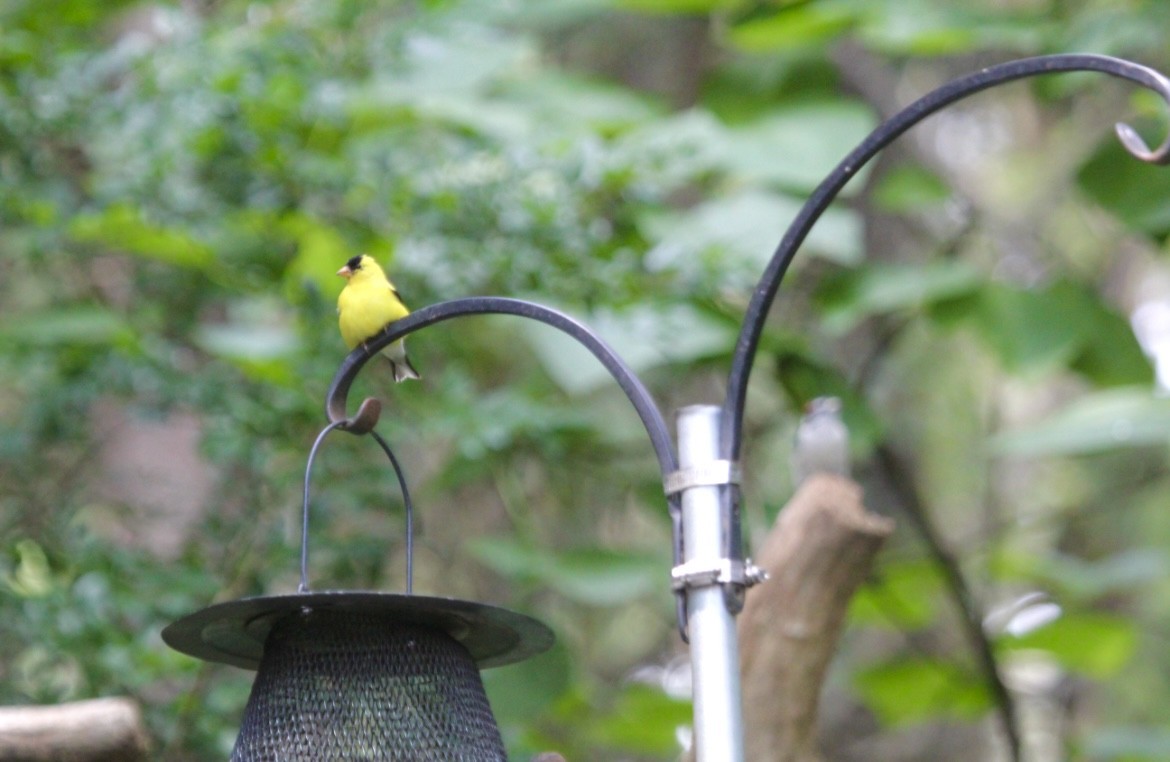 American Goldfinch - ML646553526