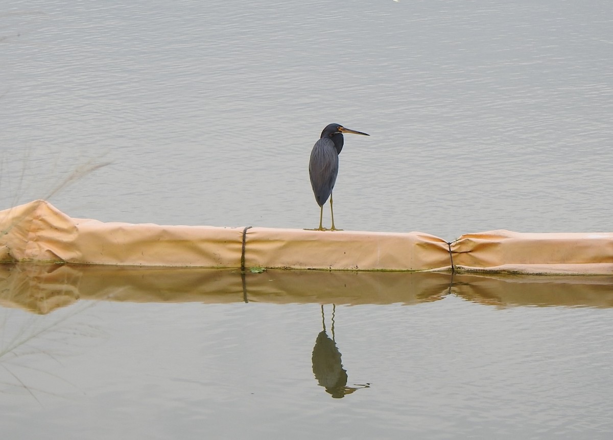 prakthegre - ML646553528