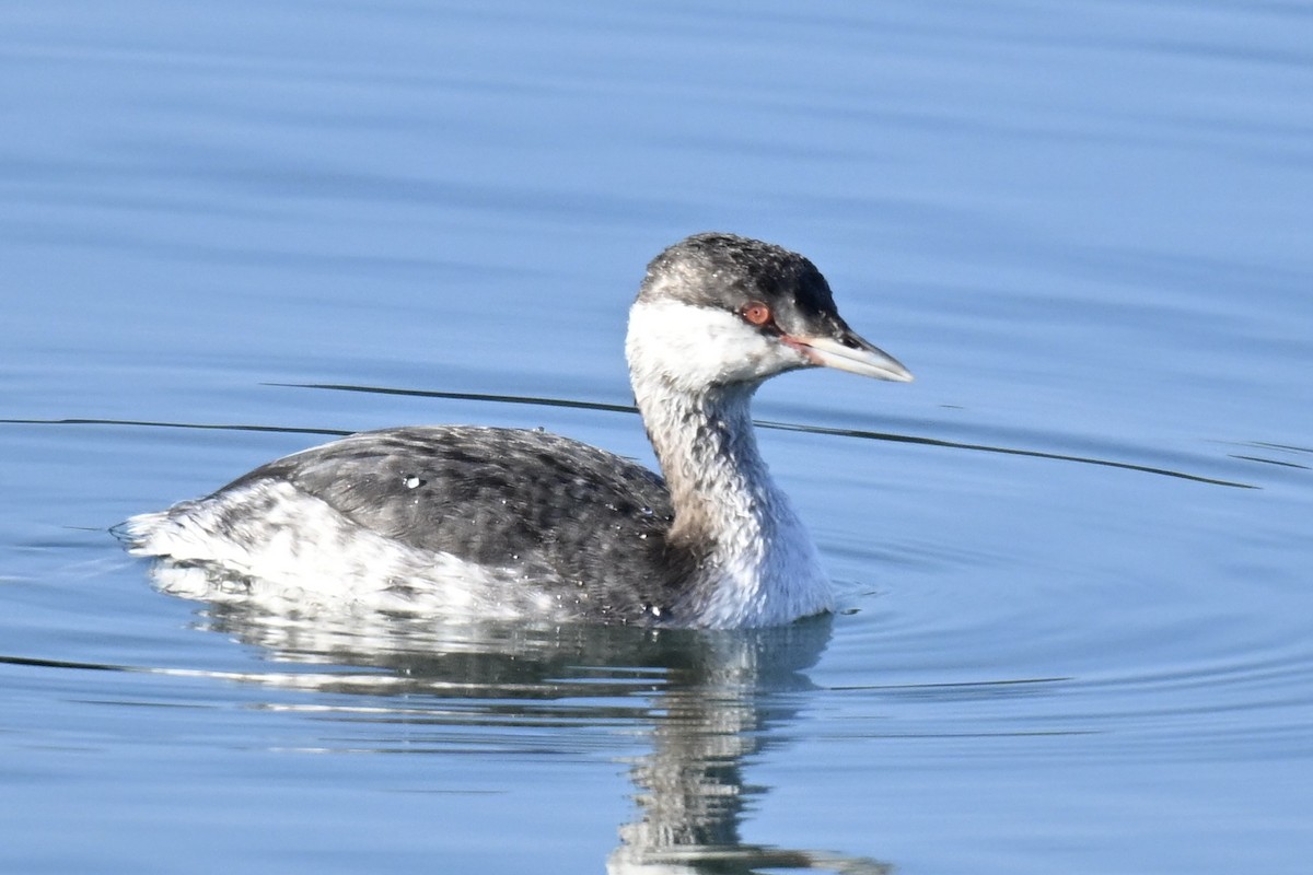 Ohrentaucher - ML646553529